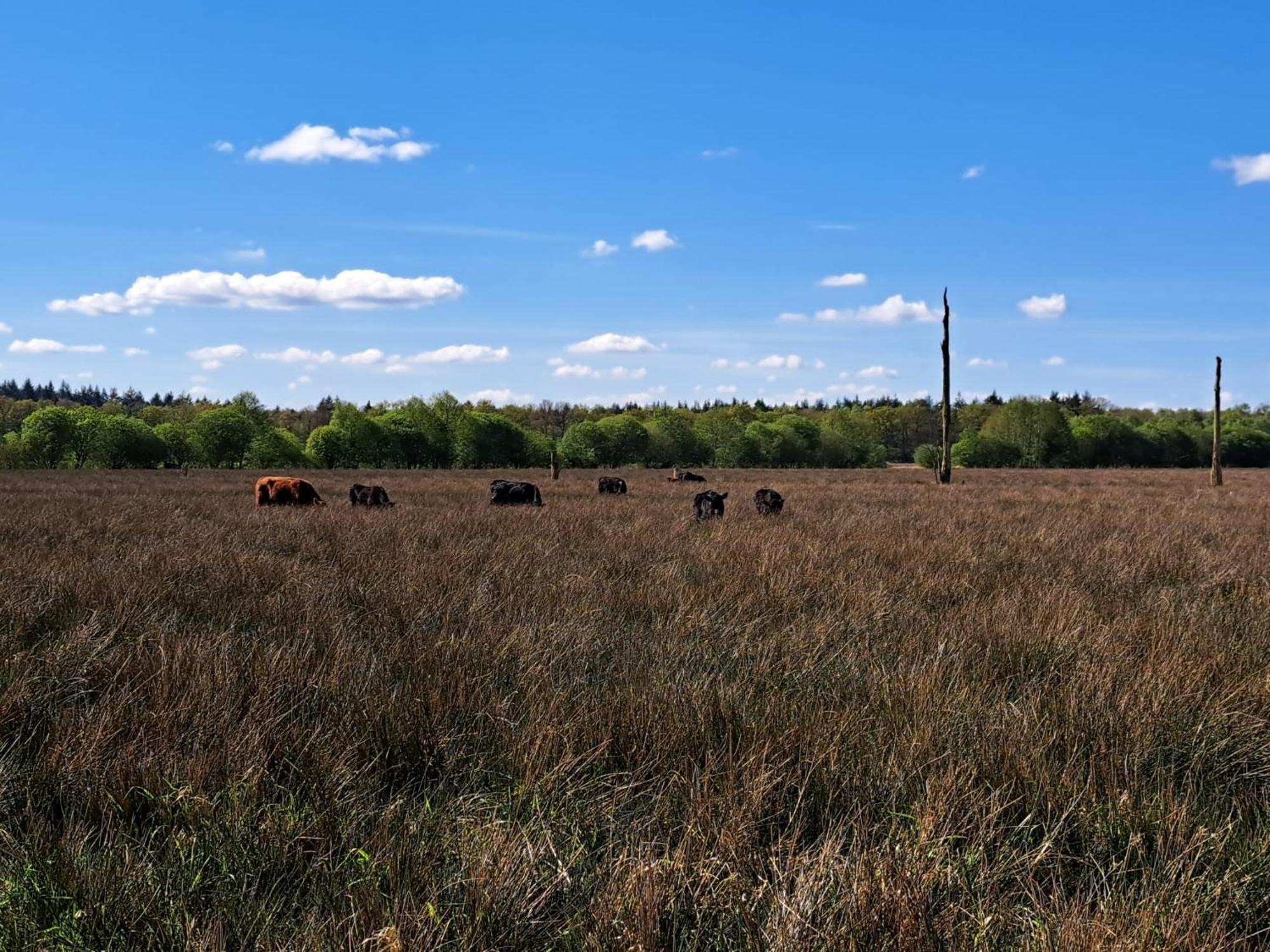 Natuurhuisje Meppen Exteriér fotografie